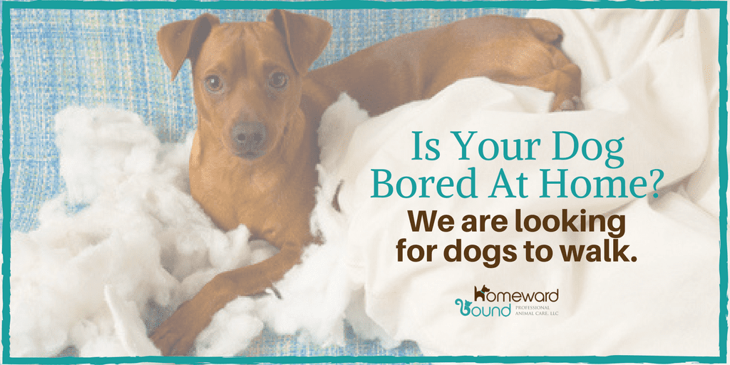 3. Improved Pet Behavior