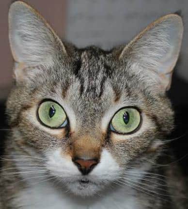 Hope the cat of Laconia Pet Center