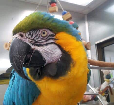 Maxine Macaw of Laconia Pet Center