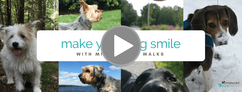 Top 5 Benefits of Hiring a Dog Walker