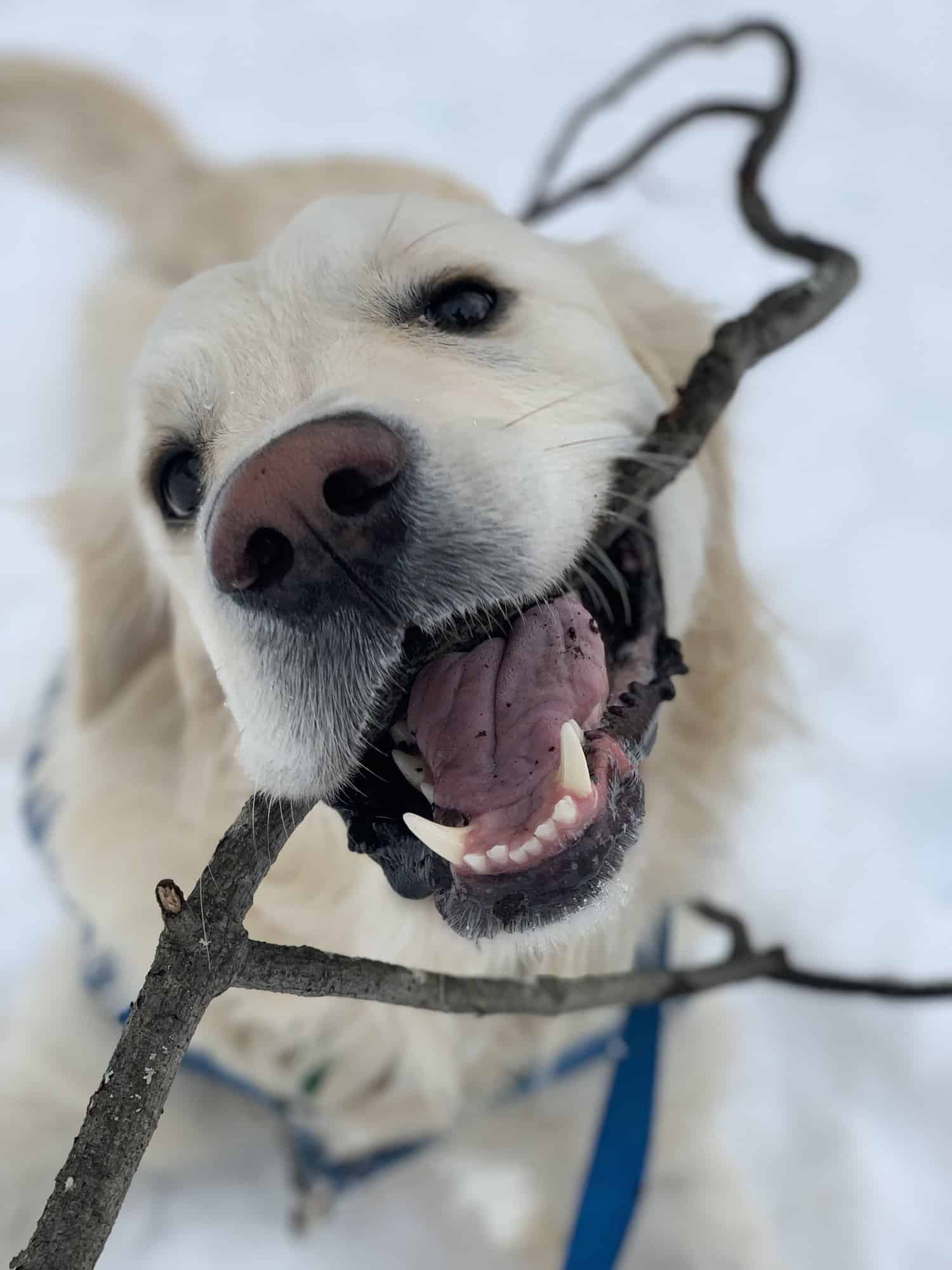25th Annual Professional Pet Sitters Week! A Look at Your Dog Walking Options in the Lakes Region of New Hampshire