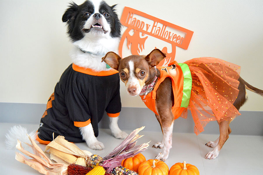 3 Tips for Taking Your Dog on a Halloween Walk