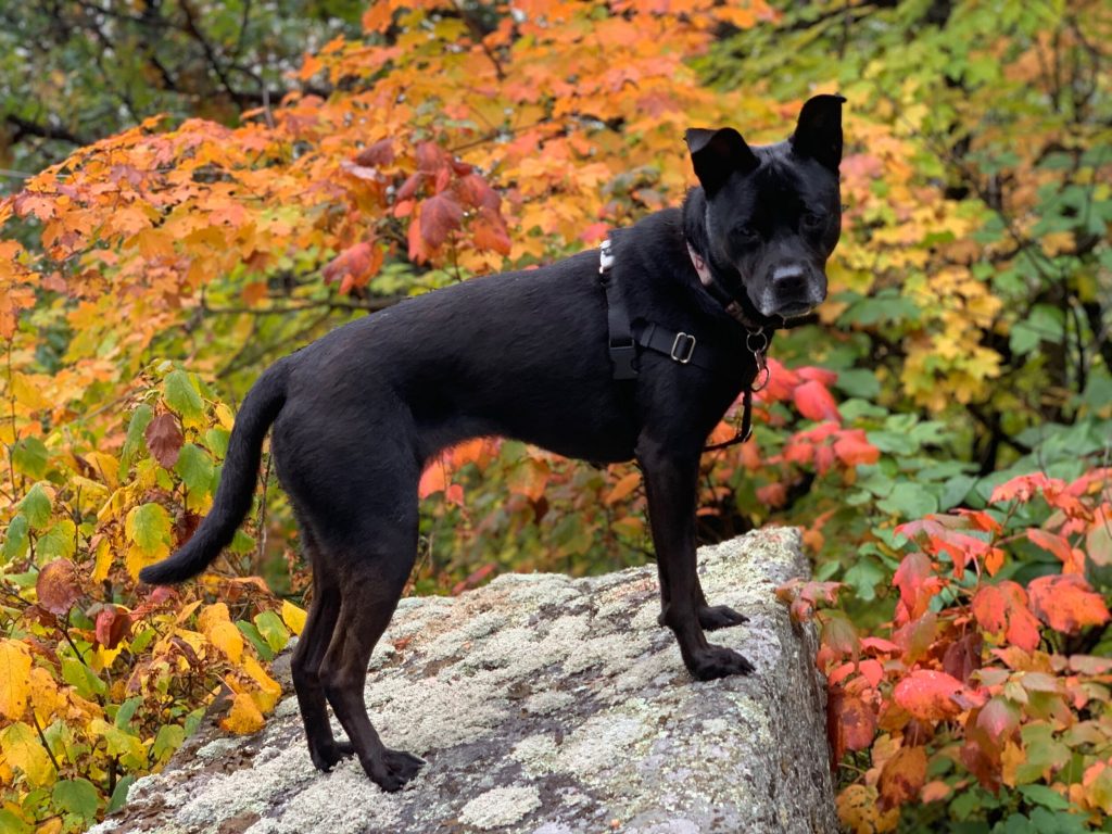 4 Best Autumn Hiking Trails in Belknap County for You and Your Dog