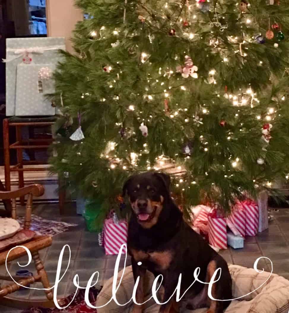Avoid Pet Christmas Tree Catastrophes During the Holidays