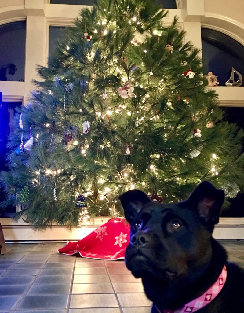 CiCi knows she is being watched closely to avoid any Christmas tree catastrophes!