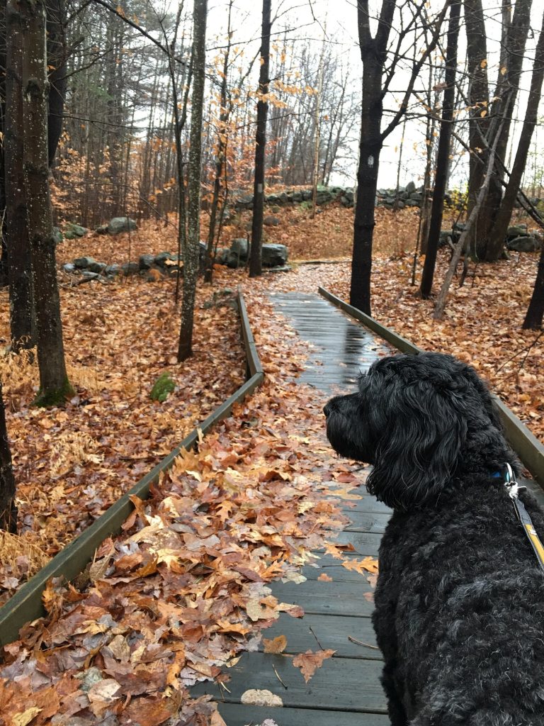 Client dog, Barco, enjoying the boardwalk on the Waukewan Highlands Trail
