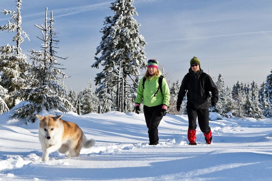 Essential Dog Walking Gear for your New Year