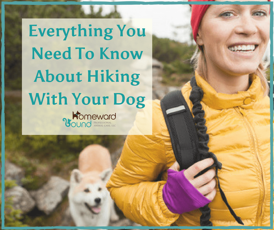 Everything You Need To Know About Hiking With Your Dog