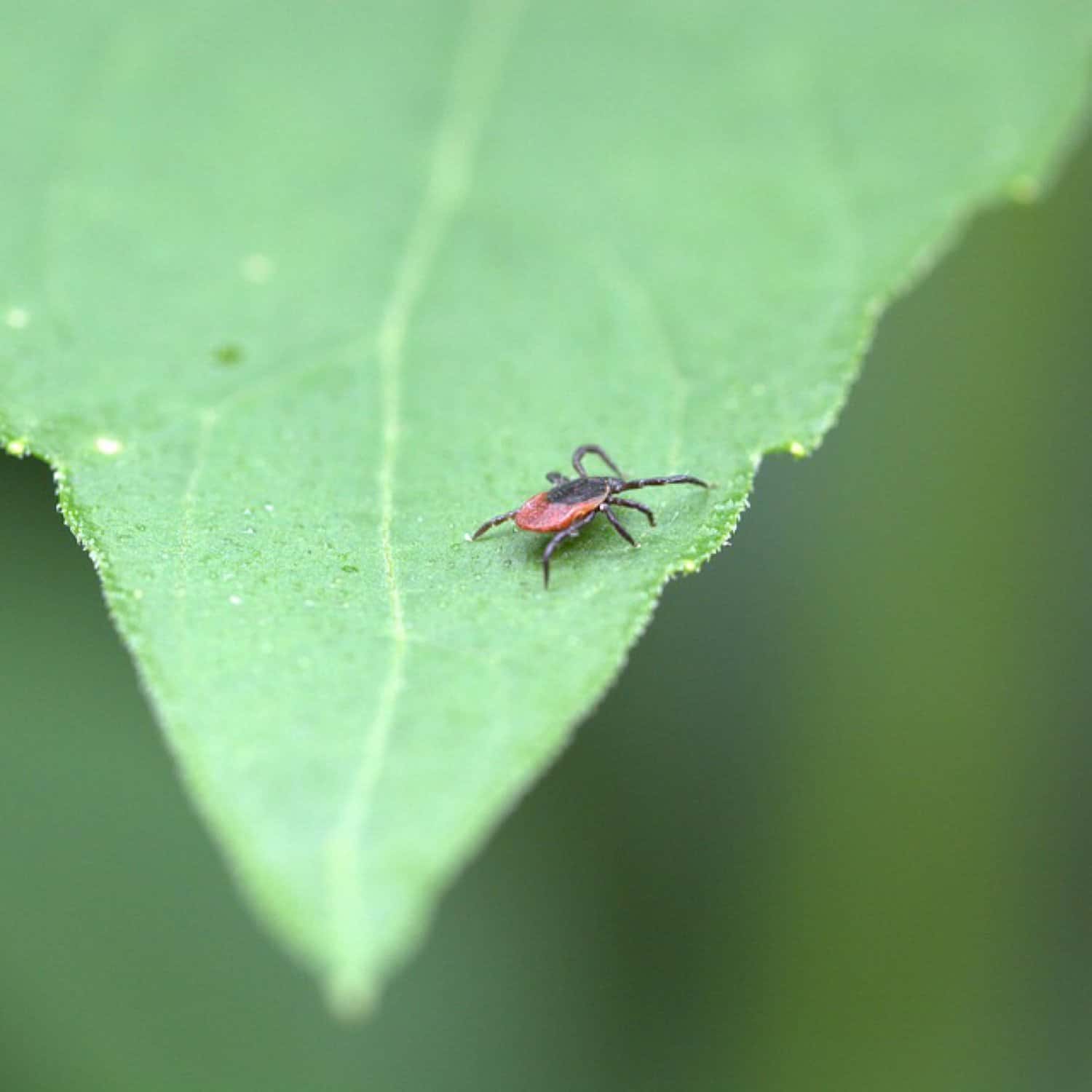 Guest Post - Ticks & Lyme Disease in Your Dog