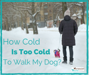 How Cold Is Too Cold To Walk My Dog?