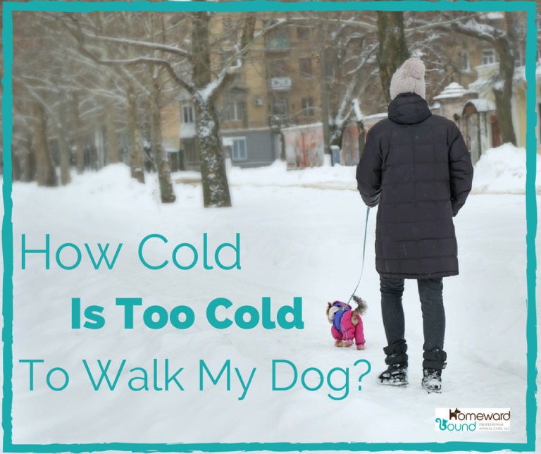 How Cold Is Too Cold To Walk My Dog? Homeward Bound Animal Care