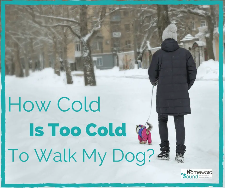 How Cold Is Too Cold To Walk My Dog?