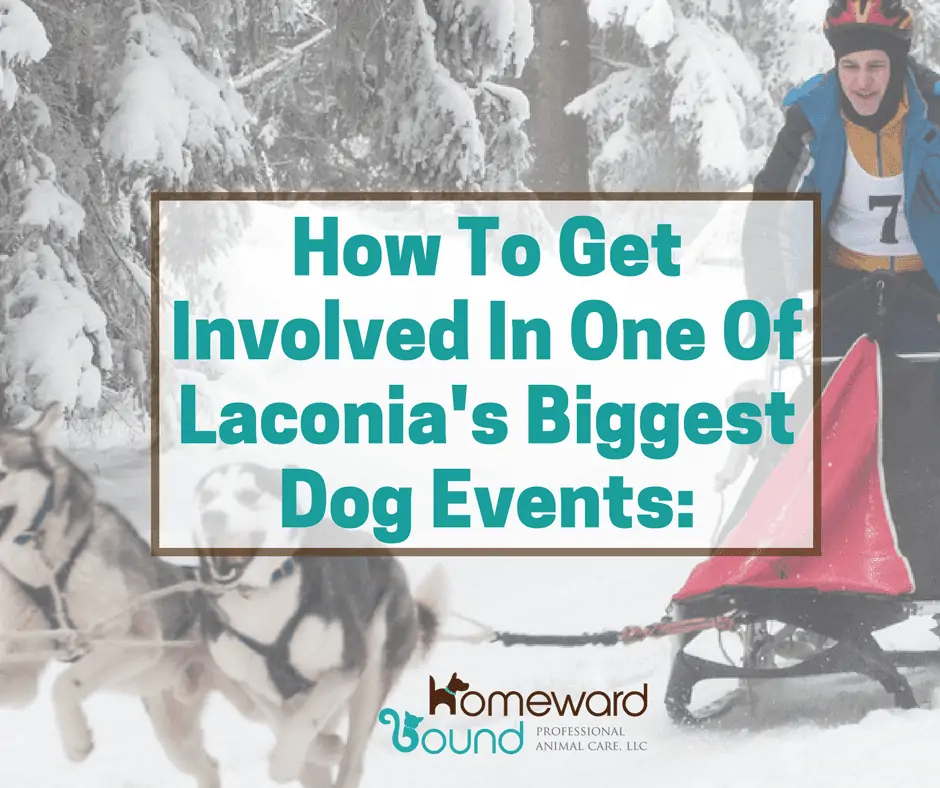 How To Get Involved In One Of Laconia's Biggest Dog Events