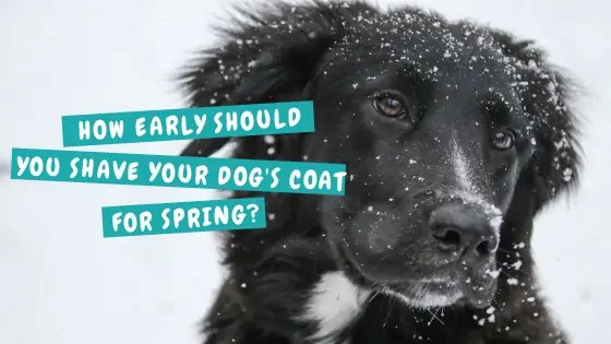 How early should you shave your dog's coat for Spring?