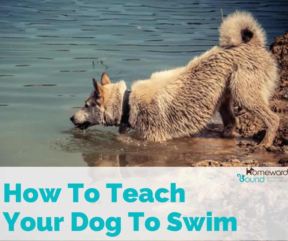 How to Teach Your Dog to Swim in the Lakes Region of NH