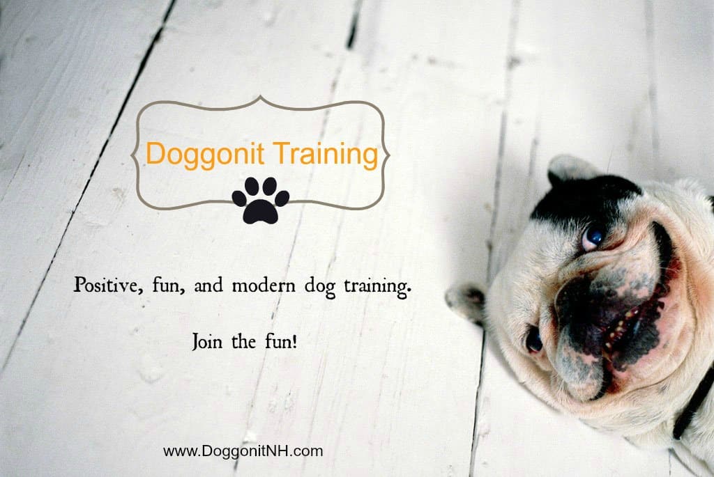 Interview With Kelly Sullivan of Doggonit Training in Gilford, NH