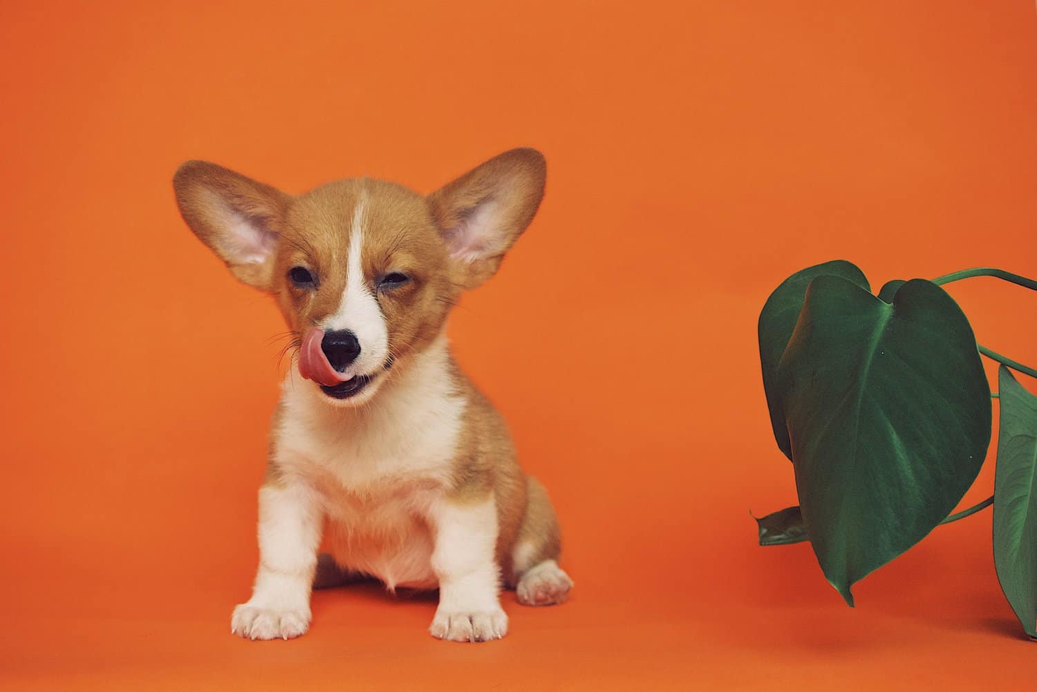 National Puppy Day- How to Choose the Right Puppy for You