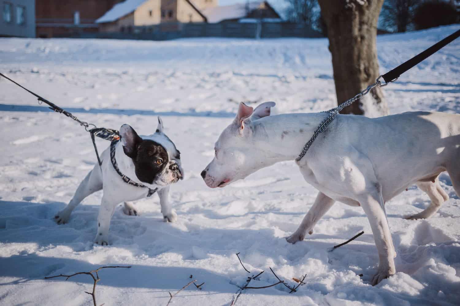 Preventing Dog Bites