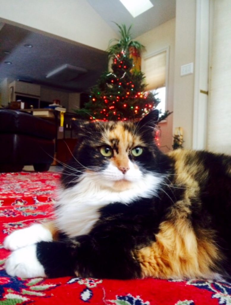 Sophie Cat looking quite proud of her earlier handiwork, with the tree in the background, now secured to the wall!