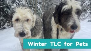 TLC For Pets This Winter