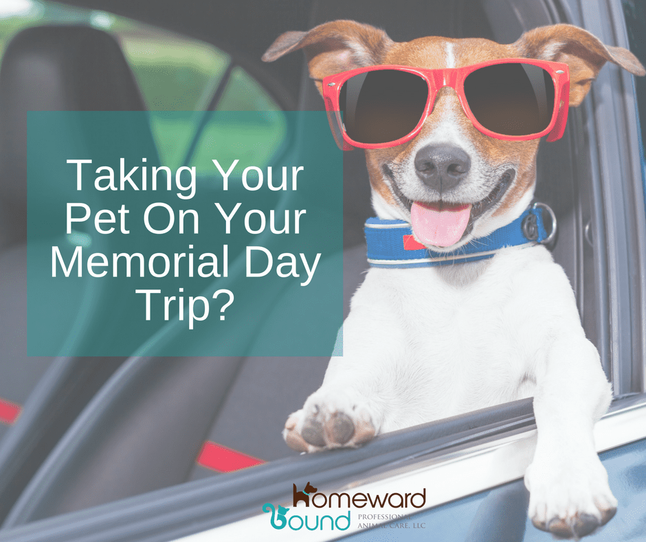 Tips for Traveling with Pets on Memorial Day Weekend