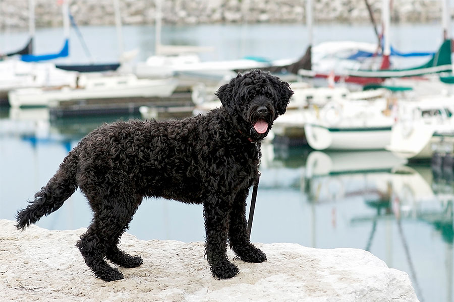Top 4 Dog Friendly Restaurants Accessible By Boat