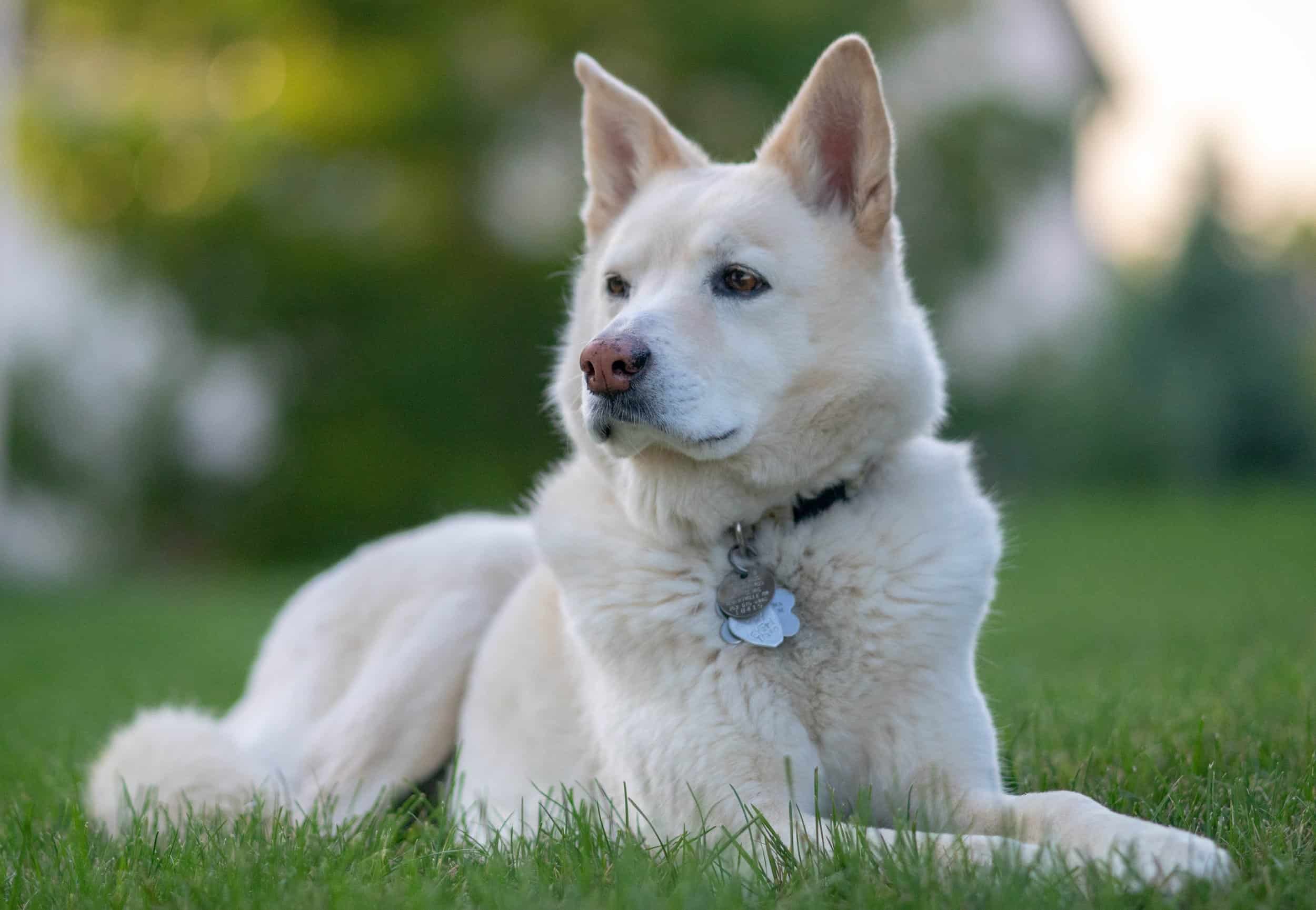 Top Tips for a Safe Dog Park Experience