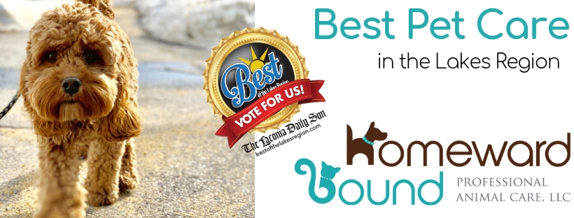 Vote For Us for Best Pet Care in The Best of The Lakes Region