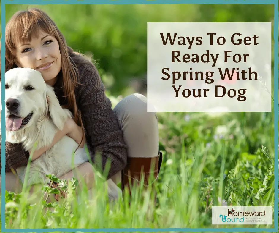 Ways to Get Ready for Spring with your Dog