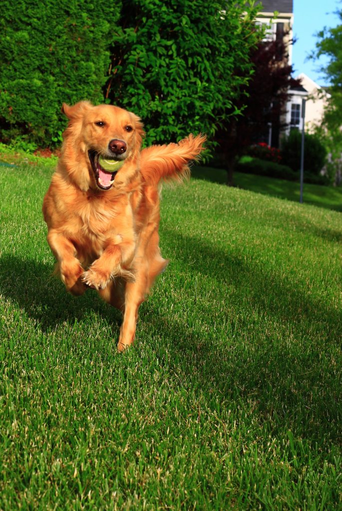 Top Four Reasons Your Dog Needs Exercise