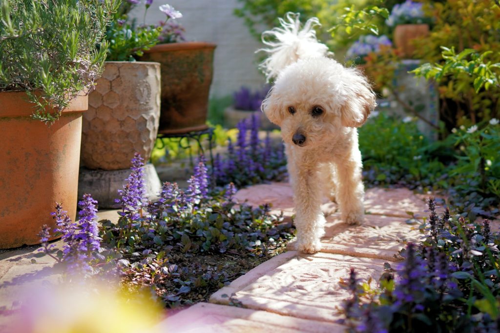 Create A Sense-Enriching Garden For You and Your Dog