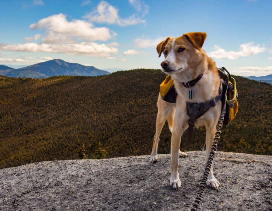 adventure hike services page Dog Walking in the Lakes Region