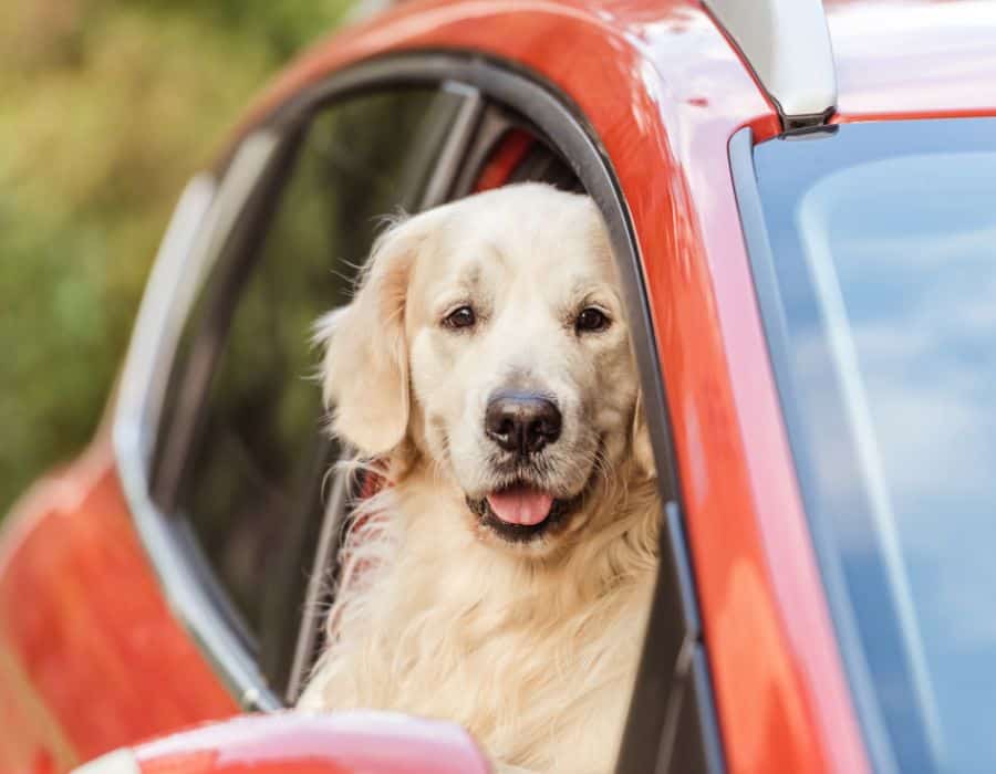 pet taxi services page